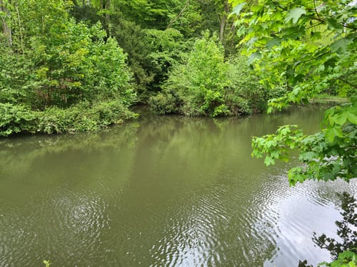 Witthausbusch