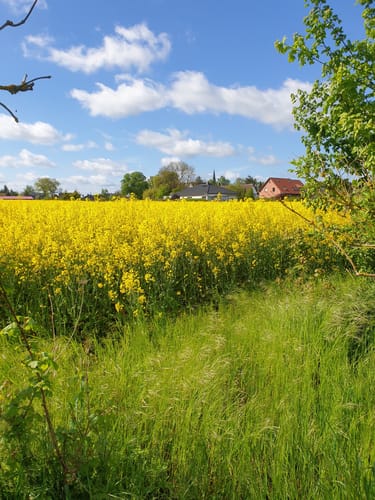 Siebendörfer Moor