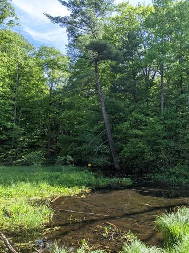 Best forest trails in Sudden Regional Forest | AllTrails