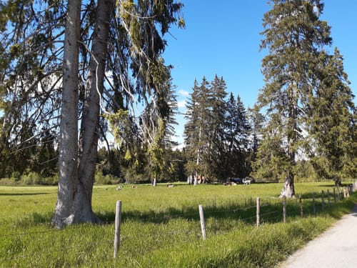 Immenhofen -Elbsee Runde