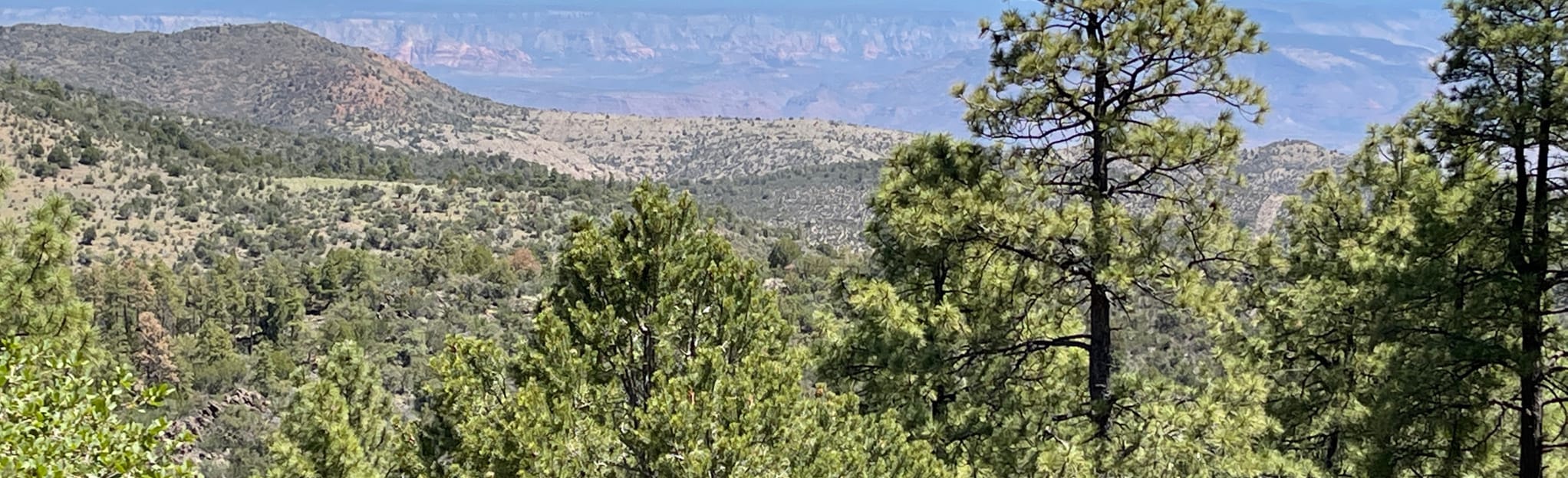 Potato Patch Trail 113 foto's Arizona AllTrails