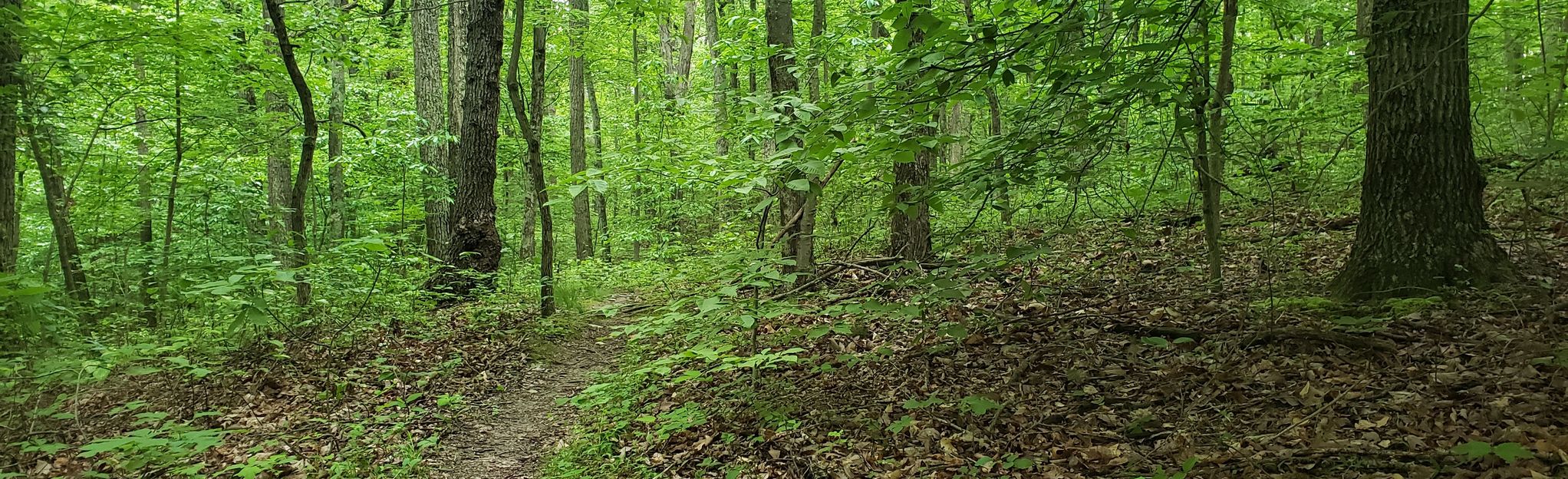 Copperhead Trail and Wildcat Trail Loop 32 Reviews, Map Ohio AllTrails
