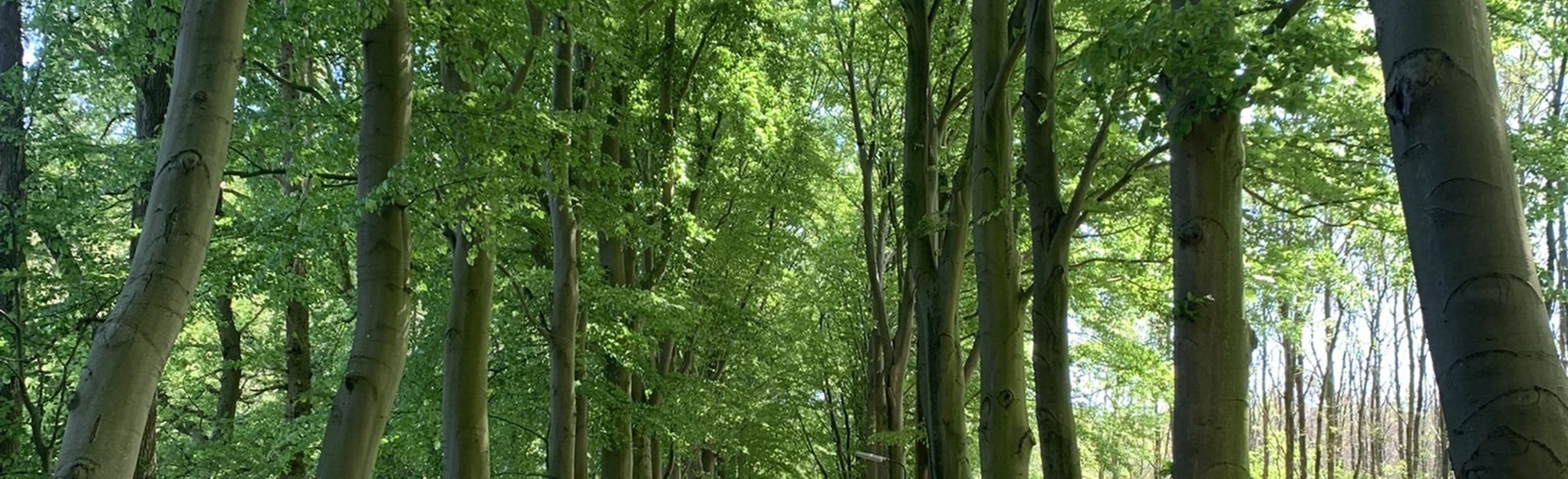 Fietsroute Echteld Rhenen Wijk bij Duurstede 122 foto's