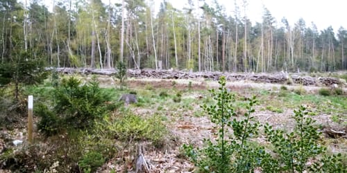 Satzvey Rundweg (Rundwanderweg 3)