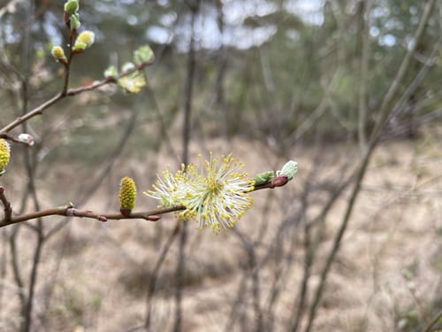 Springmoor