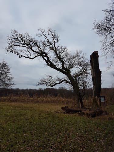 Mönchsbruch ab Mörfelden
