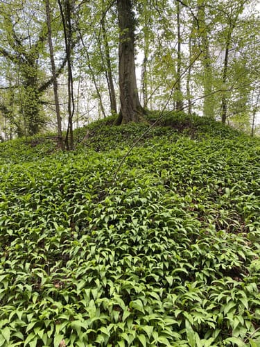Marktheidenfeld nach Triefenstein
