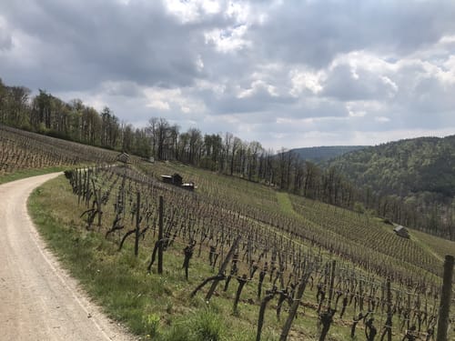 An den Michelbacher Weinbergen