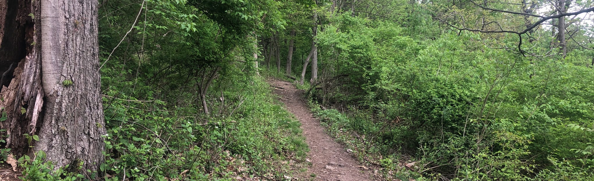 Peace, Spruce Outer, Spruce Inner, and Old Hilltop Trail Loop, New