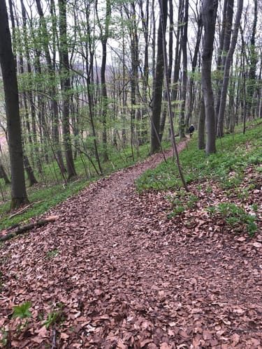 Burgruine Landeck ab Oberlengsfeld