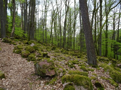 Neckargerach Rundweg (NG3)