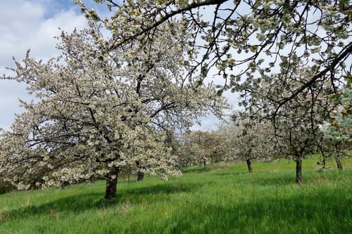 Rund ums Walberla