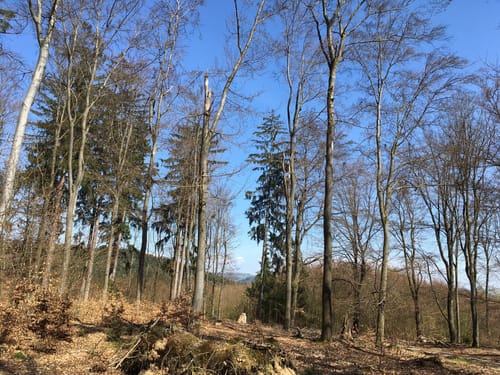 Von Lehmhof zur Totenkopf-Aussicht