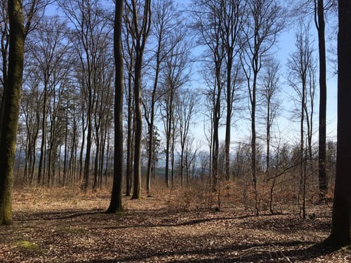 Von Lehmhof zur Totenkopf-Aussicht
