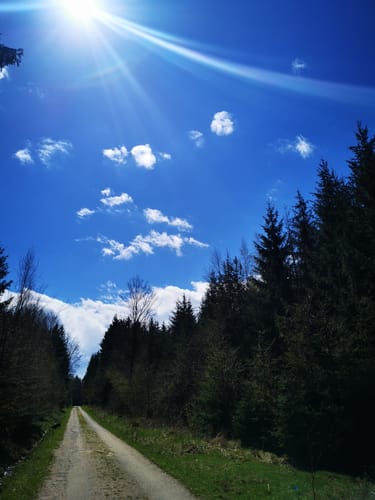 Durch den Hartmannsdorfer Forst zum Hirschenstein