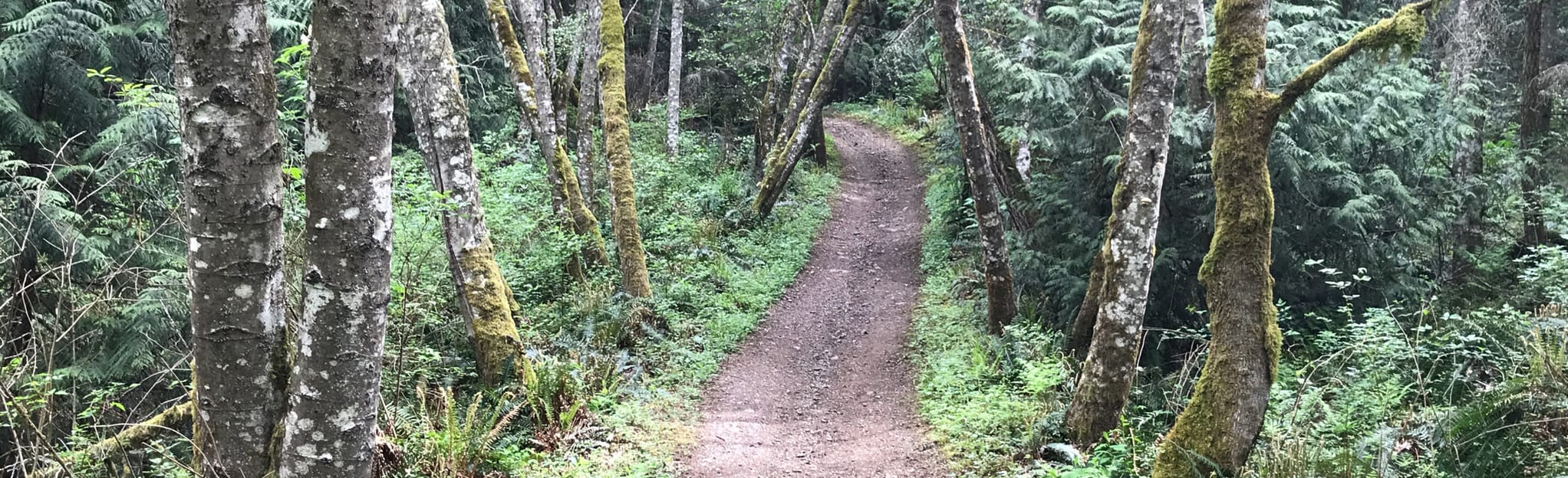 Whistle Lake via 218, 29, 217, 205, 201 Loop, Washington 100