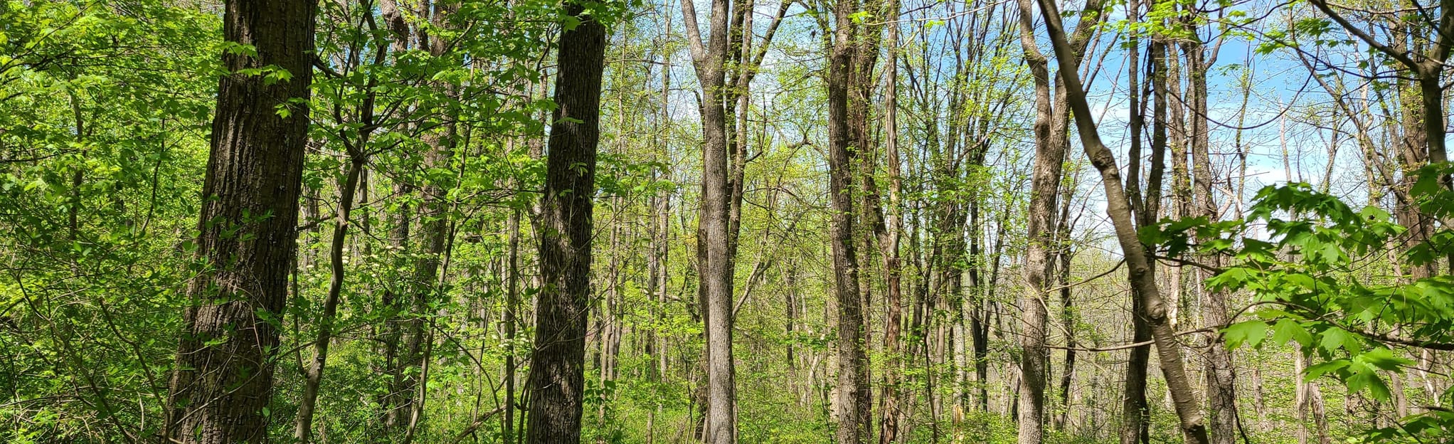 West Thompson WMA and AT Loop, Virginia 144 Reviews, Map AllTrails