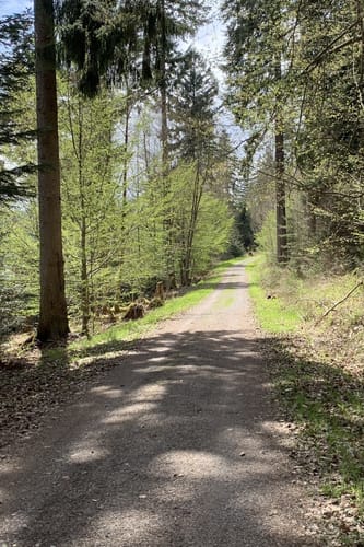Alte Schellbronner Straße - Hohe Warte