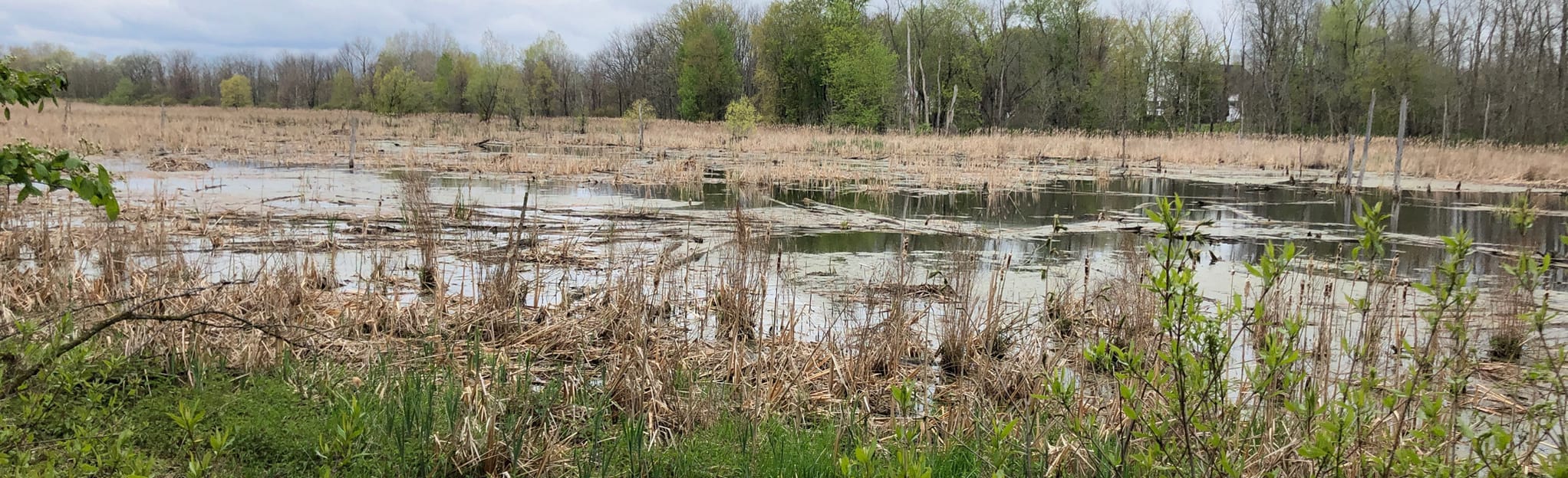 Woodland Trail via Frog Pond, New York 27 Reviews, Map AllTrails