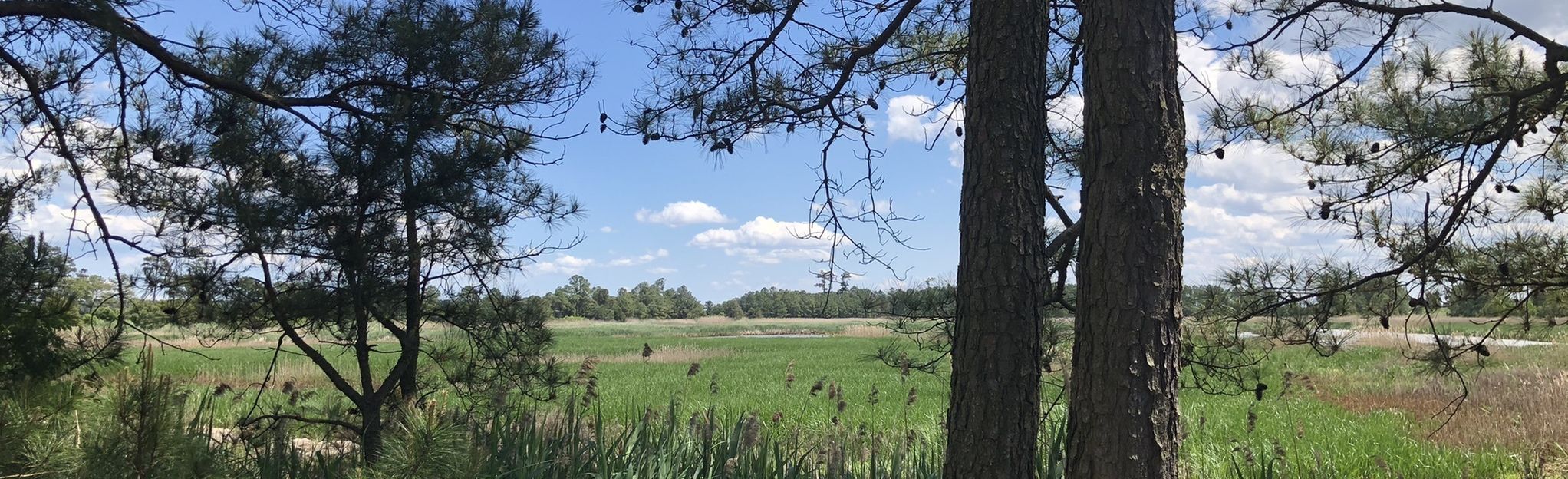 AllTrails Hog Island Wildlife Management Area Trails 18 Reviews, Map