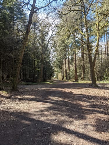 Wallinghauser Wald Spaziergang