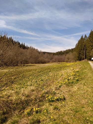 Höfen - Narzissenweg