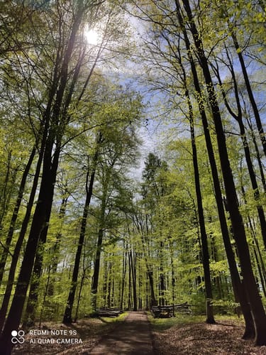 Premiumwanderweg: Wäller Tour Buchfinkenland