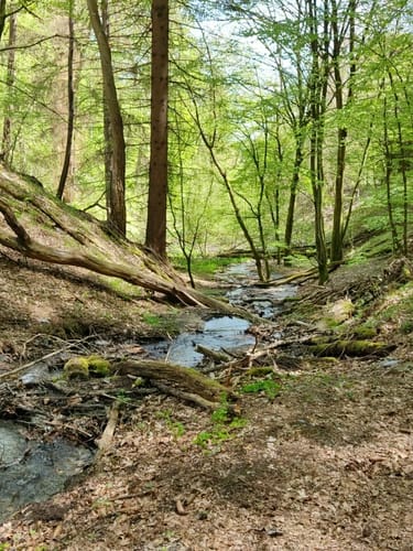Premiumwanderweg: Wäller Tour Buchfinkenland