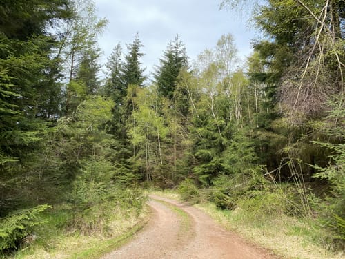 Runde an der Gemündener Höhe