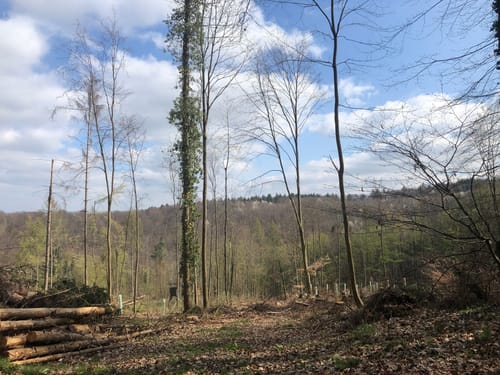 Hagsfelder Ökumeneweg