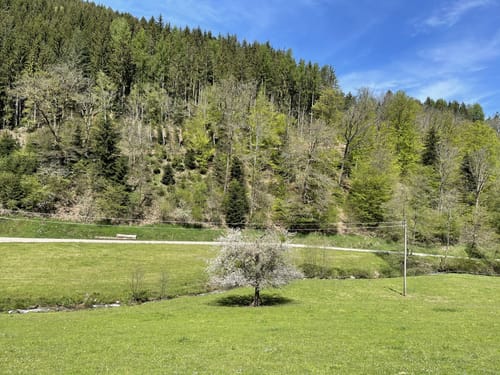 Gutacher Tälersteig (Genießerpfad)