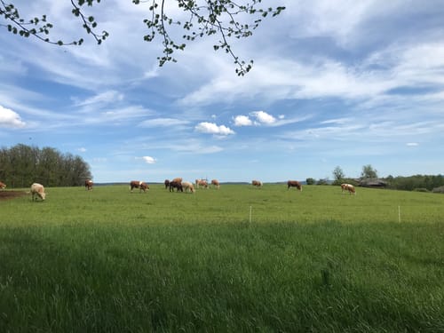 Von Altenmittlau nach Geiselbach