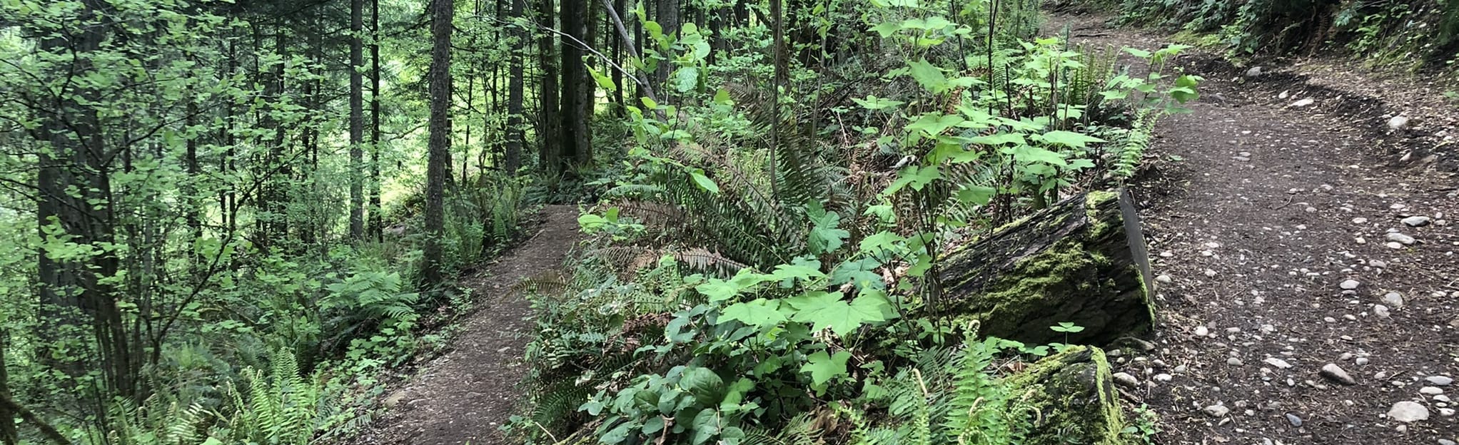 Tiger Mountain Adventure Trail Map, Guide Washington AllTrails