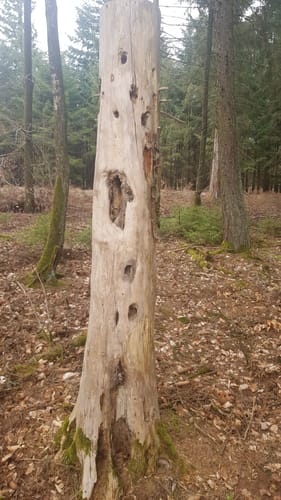 Mönchberg-Fuchsweg