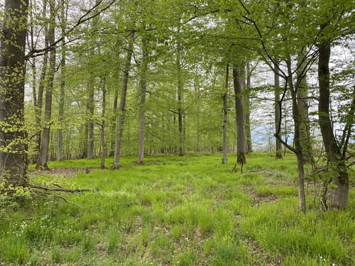 Im Markwald über Windrad 6 und Falkenkopf