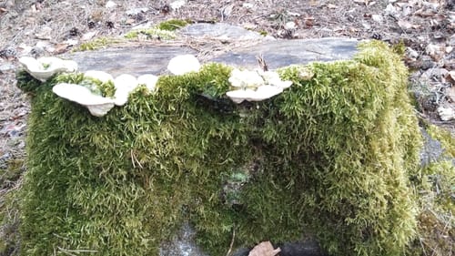 Rundwanderweg Rottacker