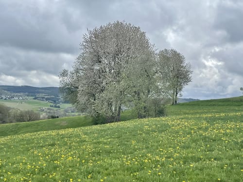 Bauler - Gelenberg - Bodenbach