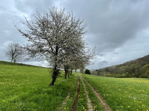 Bauler - Gelenberg - Bodenbach