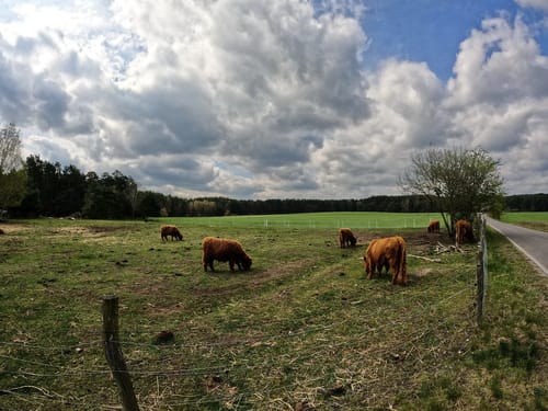 Durch die Lieberoser Heide