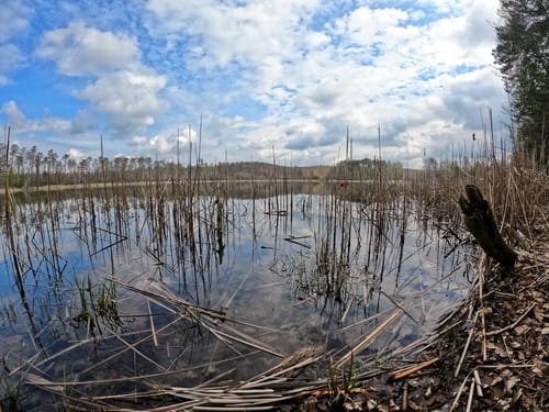 Durch die Lieberoser Heide