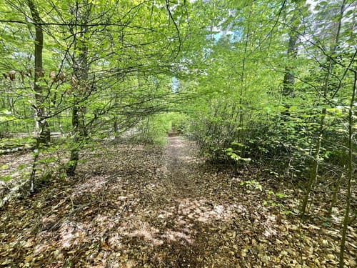 Rund um die Tomburg