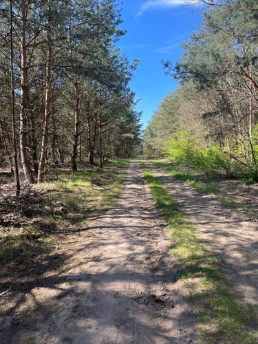 Im Käfertaler Wald