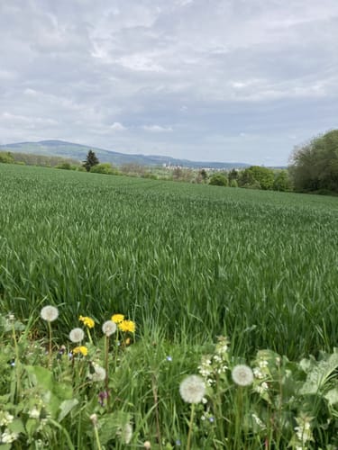 Durch den Eichwald