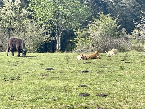 Arfter Traumrunde