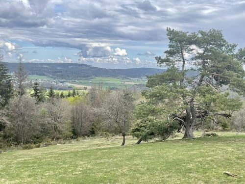 Arfter Traumrunde