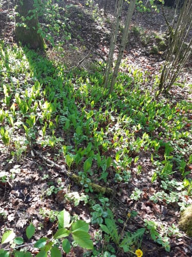 Zwischen Bürbach und Breitenbach