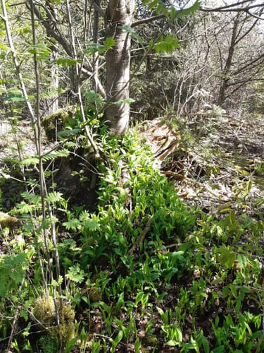 Zwischen Bürbach und Breitenbach