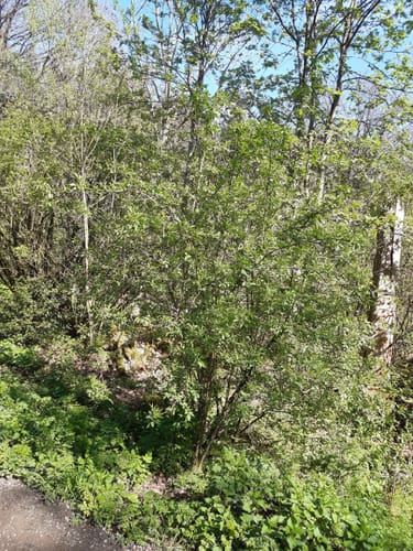 Zwischen Bürbach und Breitenbach