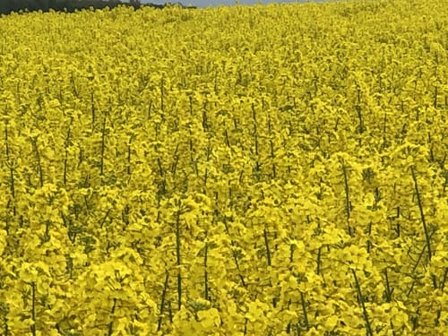 Mountainbiketour Helmstedt - Lappwaldsee