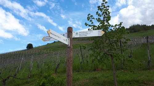 Ruwer-Riesling Erlebnisweg